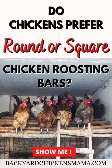 Do Chickens Prefer Round or Square Roosting Bars? Find out what they really like! The chicken coop is where your chickens will spend over half their time in so it is important to make it a safe, clean and happy environment for your flock. This is why it is important to have your chicken roosting bars set up properly. Chicken Roosting Bars, Backyard Chickens Diy, Inside Chicken Coop, Roosting Bars, Chicken Perches, Happy Environment, Chicken Roost, Small Chicken Coops, Cute Chicken Coops