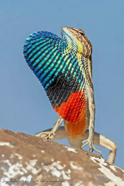 Rainbow Display, Colorful Lizards, Cute Reptiles, Reptile Snakes, Creature Artwork, Reptiles And Amphibians, Lizards, Animal Planet, Wildlife Art