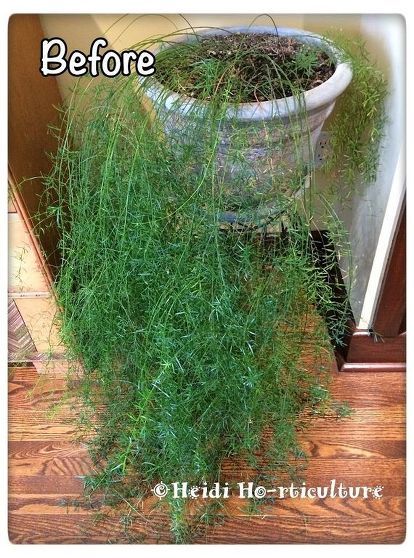 Asparagus Fern Care, Plant Pic, Asparagus Densiflorus, Fern Planters, Fern Care, Repotting Plants, Ferns Care, Asparagus Plant, Garden Frogs