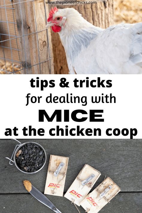 How To Get Rid Of Mice In Chicken Coop, Mice In Chicken Coop, Mouse Deterrent, Catching Mice, Getting Rid Of Rats, Meat Birds, Getting Rid Of Mice, Chicken Farming, Backyard Chicken Farming