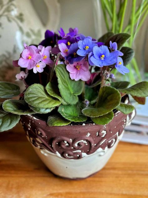 African Violet Care, Low Maintenance Indoor Plants, Easy Care Houseplants, African Violets Plants, Violet Plant, Easy A, African Violet, Master Gardener, House Plant Care