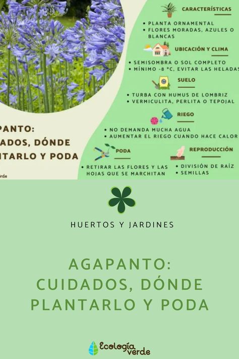 Si vas a tener agapantos en casa, te recomendamos esta guía sobre sus cuidados, dónde plantarlos y su poda. 🪴🌸 #agapantos #agapanthus #huertosyjardines #jardines #jardineria #cuidadosdelagapanto #cuidadosdelagapanthus #plantas #plantasdeexterior #plantasconflores House Plant Care, Plant Care, House Plants, Patio, Plants, Flowers, Patios