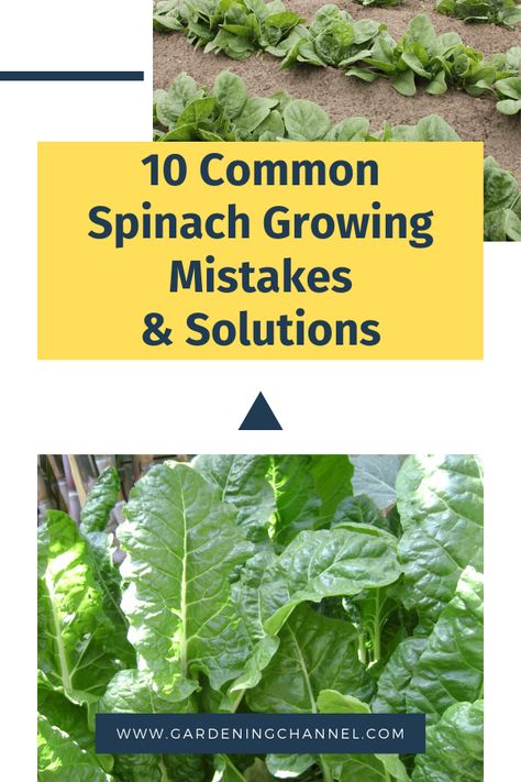 Be sure not to make spinach growing mistakes. Follow these gardening tips to learn solutions to common spinach gardening mistakes. #gardeningchannel #gardening #vegetablegardening #growingspinach Spinach Growing Tips, Planting Spinach, Cottagecore Garden, Growing Spinach, Healthy Breakfast Smoothies, Replant, Growing Tomatoes, Growing Vegetables, Garden And Yard