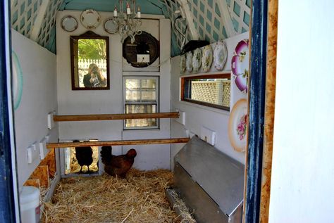 Chicken Coop Interior, Chicken Run Ideas Diy, Coop Interior, Fancy Chicken Coop, Inside Chicken Coop, Chicken Coop Plans Free, Coop Decor, Cute Chicken Coops, Small Chicken Coops