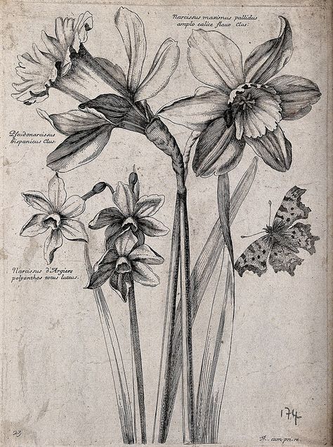 Three daffodils, including the wild daffodil (Narcissus pseu Wellcome V0044167 - Category:Nicolas Robert - Wikimedia Commons Narcissus Flower Tattoos, Wellcome Images, Flor Tattoo, Flowers Sketch, St David, Daffodil Tattoo, 1 March, Narcissus Flower, Flower Line Drawings