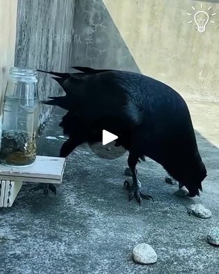 1.2M views · 29K reactions | Crows are so smart!🤣   #animal #cuteanimal #foryou #MarkZuckerberg #Chatgpt #viral #funny #everyone #Amazing #california #memes | Crows are so smart!🤣   #animal #cuteanimal #foryou #MarkZuckerberg #Chatgpt #viral #funny #everyone #Amazing #california #memes | By Mostarski Teatar Mladih | Facebook Pitcher Of Water, Basic Physics, 6 Month Old Baby, 6 Month Olds, Cute Animal Pictures, Crows, You Call, Never Give Up, Animal Pictures