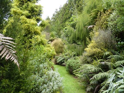 Garden Ideas Nz, New Zealand Garden, Nz Plants, Nz Garden, Background References, Sleep Number Bed, Bush Garden, Space Garden, Native Gardens