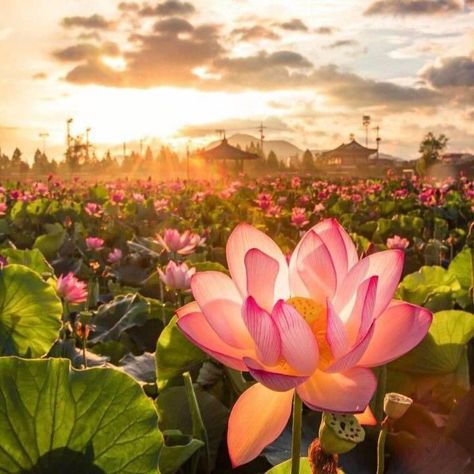 Twitter Dan Lam, Lotus Flower Wallpaper, Pictures Flowers, Water Lilies Painting, Lotus Flower Pictures, Best Nature Wallpapers, Flowers Photography Wallpaper, Flower Landscape, Flower Background Wallpaper