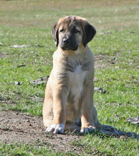 Anatolian Shepherd Puppies, Kangal Shepherd, Cute Pupies, Kangal Dog, English Shepherd, Livestock Guardian Dog, Livestock Guardian, Disabled Dog, Anatolian Shepherd