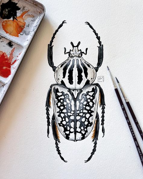 Goliath Beetle, Gouache Paints, Winsor And Newton, Moth Art, Winsor & Newton, Watercolour Paper, Gouache Painting, Dreamcatcher Tattoo, Watercolor Paper