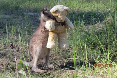 Adorable moment orphaned baby kangaroo cuddles teddy bear | World | News | London Evening Standard Wild Baby, Australian Animals, Animal Tattoos, Sweet Animals, Animal Photo, Tasmania, 귀여운 동물, Cuteness Overload, Animals Friends