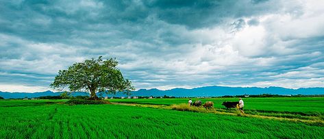 Farmer plowing background Farmer Background, Green Poster Background, Green Poster, Linkedin Background, High Resolution Backgrounds, Poster Background, Best Background Images, Visiting Cards, Photography Editing