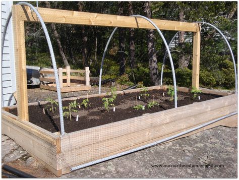 DIY Raised Garden Bed Easy & cheap way to keep animals such as cats & dogs from going into your garden. Description from pinterest.com. I searched for this on bing.com/images Garden Homestead, Deer Resistant Garden, Deer Proof, Beds Diy, Raised Bed Garden Design, Garden Boxes Raised, Building Raised Garden Beds, Building A Raised Garden, Diy Raised Garden