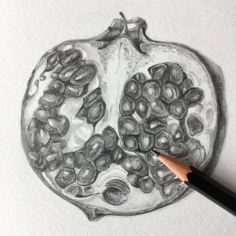 Pomegranate Drawing, Pencil Drawing Ideas, Fruit Art Drawings, Pomegranate Art, Natural Form Art, Pencil Drawing Images, Gcse Art Sketchbook, A Level Art Sketchbook, Botanical Drawing