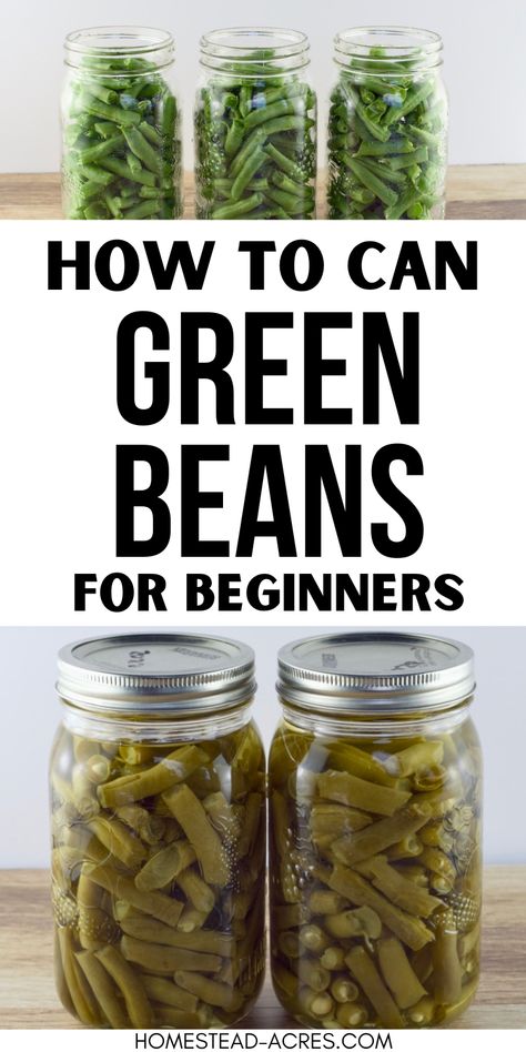 Canning green beans is a great way to preserve them for your family to enjoy all year! Learn how to pressure can green beans the easy way. Even if you are a beginner you can learn how to can green beans and store them in your pantry or cellar for winter. Can You Freeze Green Beans, How To Can Fresh Green Beans, Green Beans Canning Recipes, Canning Green Beans In A Water Bath, How To Can Anything, Water Bath Green Beans, Canning Green Beans Water Bath, Canning Green Beans In Pressure Cooker, How To Can Green Beans