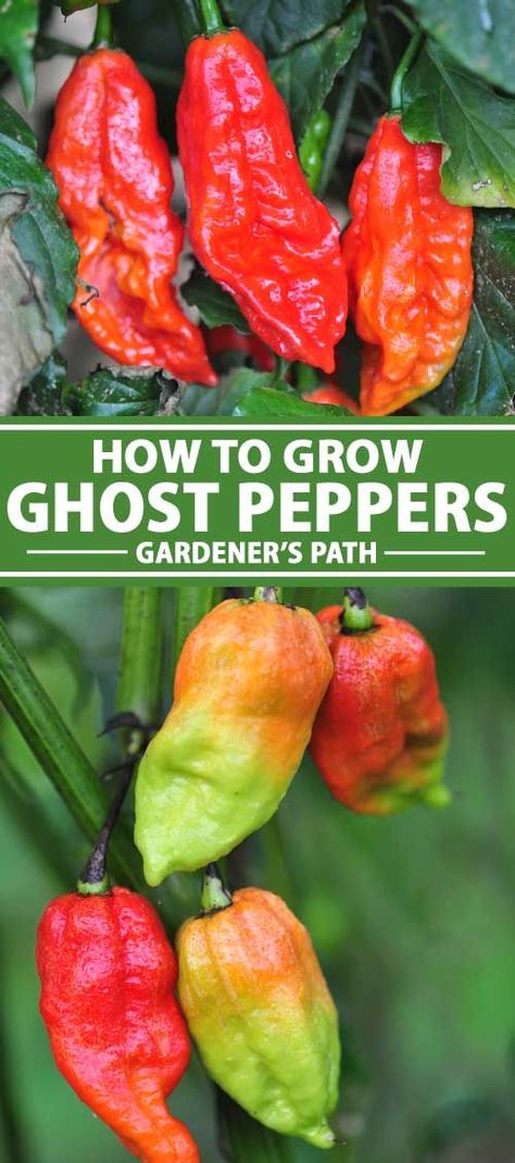 If you love hot and spicy why not try growing ghost peppers? Once thought to be the hottest pepper in the world, the ghost pepper, aka Bhut Jolokia, adds sizzling heat to your culinary creations. Discover how to plant and grow your own ghost peppers now on Gardener's Path. #bhutjolokia #hotpeppers #gardenerspath Hot Peppers Plants, Growing Hot Pepper, Growing Peppers, Bhut Jolokia, Ghost Pepper, Veggie Patch, Ghost Peppers, Growing Veggies, Pepper Plants