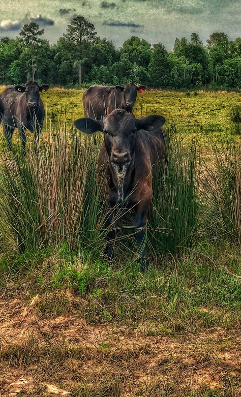 Brangus bull calf! Sure Is growing fast! Brangus Cattle, Beef Farming, Aberdeen Angus, Bull Tattoos, Aberdeen, Bucket List, Cow, Tattoos, Frame