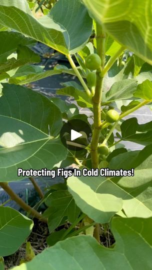 Cold Climate Gardening, Winter Gardening, Fig Trees, Freezing Weather, Winter Plants, Yard Decorations, Fig Tree, How To Protect Yourself, Gardening For Beginners