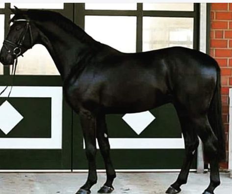 Hanoverian Horses Black, Black Hanoverian Horse, Warmblood Horses, Hanoverian, Gorgeous Horses, Horse Inspiration, Horse Colors, Black Stallion, Most Beautiful Animals