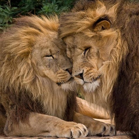 Brotherly Love Romance Inspiration, Lion Couple, Lion And Lioness, Lion Love, Lion Wallpaper, Drawing Flowers, Lion Pictures, Writing Resources, African Animals