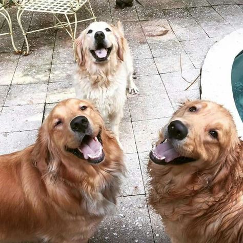 Happy trio Tessa Bailey, Three Dogs, Golden Retrievers, Dog Friends, Animals And Pets, Cute Puppies, Golden Retriever, Dog Cat, Hello Kitty