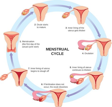 A diagram of menstrual cycle with the st... | Premium Vector #Freepik #vector #menstrual-cycle #menstruation #menstrual #ovulation Stages Of Menstrual Cycle, Menstruation Cycle, Menstrual Cycle Phases, Ovulation Cycle, Period Cycle, Notes Life, Healthy Period, Period Tips, Healthy Pregnancy Tips