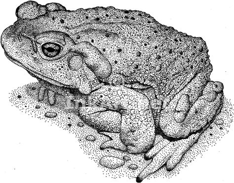 Toad Sketch Toad Illustration Drawings, Toad Ink Drawing, Toad Sketch, Toad Drawing, Toad Illustration, Toad Tattoo, Stippling Art, Frog Drawing, Ap Studio Art