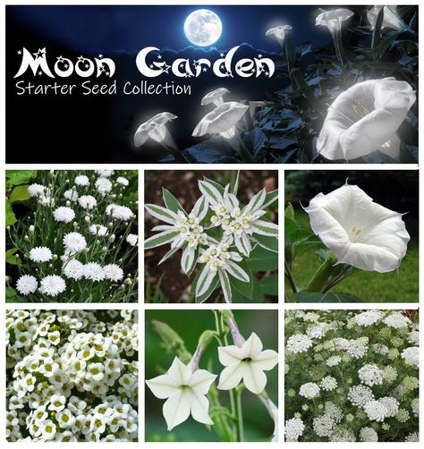 Witchy Garden, Tattoo Plant, Moonlight Garden, Goth Garden, Witch Garden, Gothic Garden, Seed Collection, Future Garden, Moon Garden