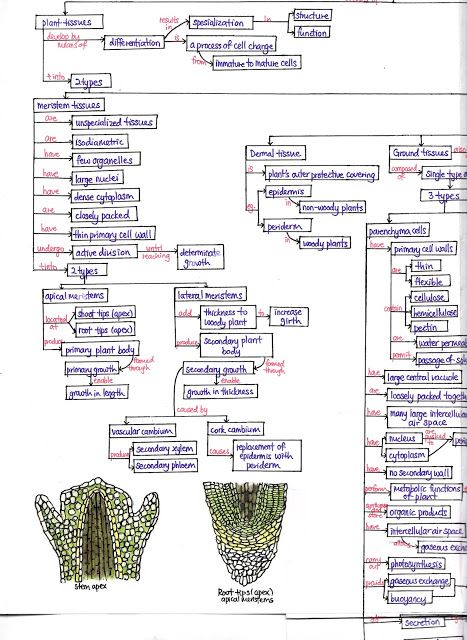 Plant Tissue Biology Notes, Plant Cell Parts, Biology Wallpaper, Neet Aspirant, Tissue Biology, Hidden Pics, Learn Biology, Cell Parts, Plant Cells