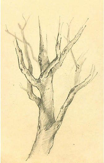 Drawing Of Tree, Tree Trunk Drawing, Branch Drawing, Landscape Pencil Drawings, Tree Drawings Pencil, Beauty Drawings, Tree Sketches, Mc Escher, Pencil Sketches