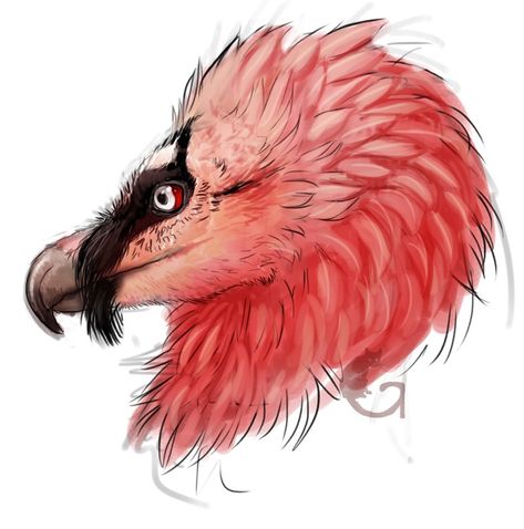 Bearded Vulture Bearded Vulture, Dragon Princess, Wolf Art, Tattoos, Drawings, Animals, Pins, Quick Saves, Art