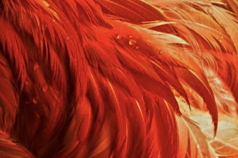 Ayda Aguefort, Feather Aesthetic, Fawkes Phoenix, My Little Pony Aesthetic, Shimmer Aesthetic, Pony Aesthetic, Fantasy High, Phoenix Feather, Phoenix Bird