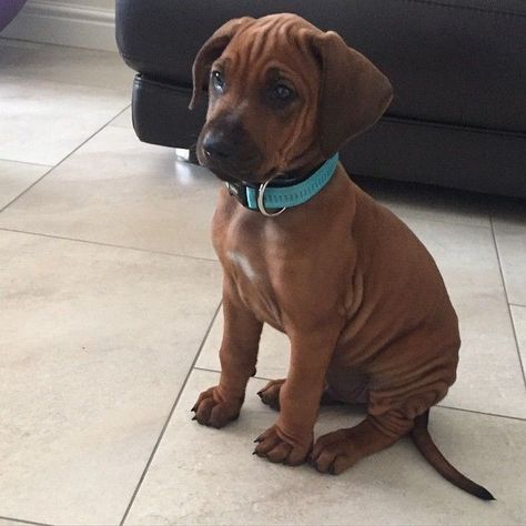 Ridgeback Puppy, Rhodesian Ridgeback Puppies, Rhodesian Ridgeback Dog, Redbone Coonhound, Most Beautiful Dogs, Lion Dog, Rhodesian Ridgeback, Baby Puppies