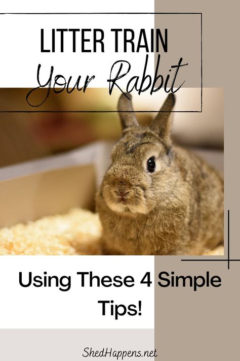 Litter Box Training Rabbits, Litter Training Rabbits, Diy Bunny Cage, Bunny Litter Box, Bunny Care Tips, Rabbit Shed, Diy Rabbit Cage, Indoor Rabbit Cage, Rabbit Hutch Indoor