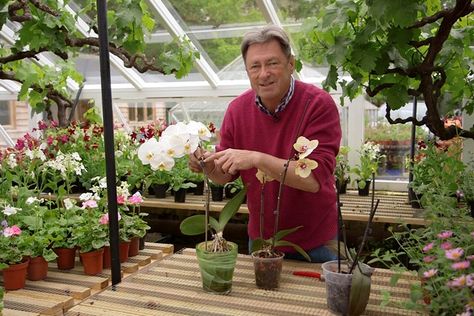 Alan Titchmarsh gives his advice on caring for moth orchids, including watering and tips for pruning after flowering, in this video guide. Looking After Orchids, Alan Titchmarsh, Growing Orchids, Moth Orchid, Orchid Arrangements, Succulents In Containers, Container Gardening Vegetables, Orchid Care, Beautiful Orchids