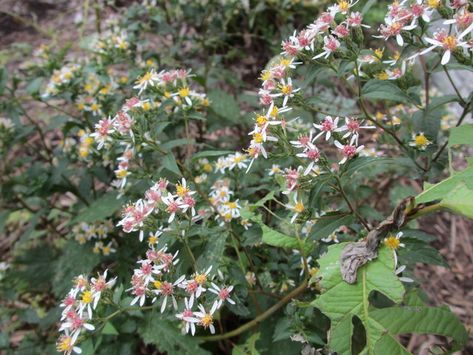 Calico Aster Is a Shade-Loving Pollinator Nirvana Plants For Shade, Christmas Fern, Virginia Bluebells, Wild Geranium, Insect Species, Shade Gardens, Native Flowers, Dappled Light, Sustainable Garden