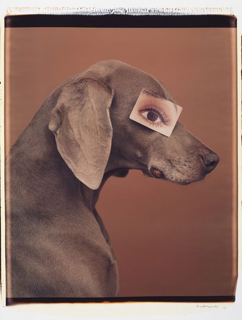 BBC Arts - BBC Arts - Pup art: Polaroids of William Wegman’s loyal Weimaraners William Wegman, Weimaraner Dogs, Golden Puppy, Dog Grooming Business, Pet Photos, Black Lab Puppies, Black Labs, Lab Puppies, Famous Photographers