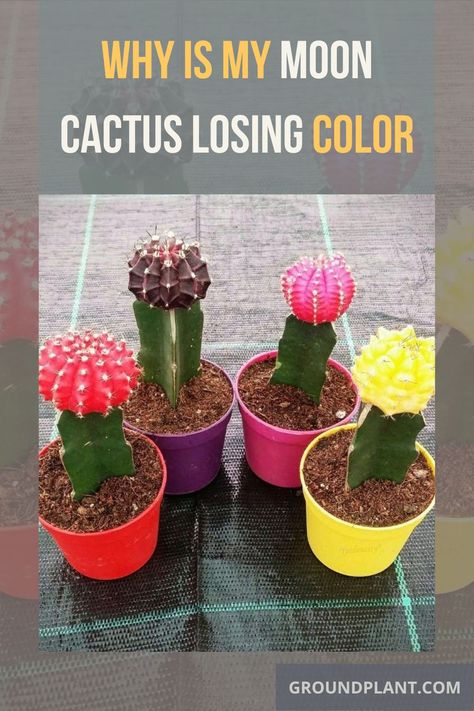 Why Is My Moon Cactus Losing Color Moon Cactus, Go Browns, Cactus Care, Root Rot, Yellow Moon, Plant Hacks, Nutrient Deficiency, White Patches, Fungal Infection