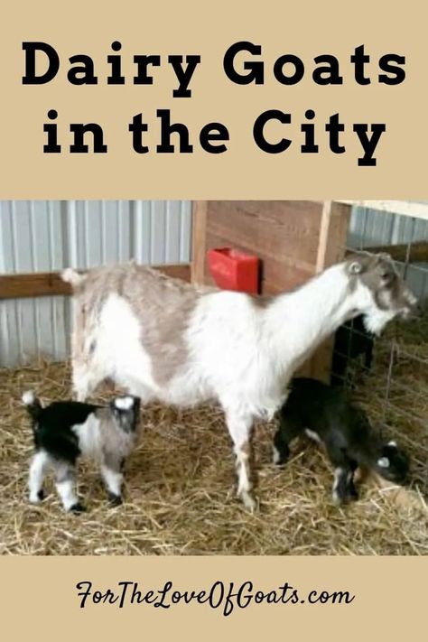 Do you want dairy goats but don’t have a farm in the countryside? It is possible to have goats in many cities, but there are a few unique challenges. In today’s episode, I’m talking to Glenna Rose of Vancouver, Washington about the Nigerian dwarf dairy goats that live in her backyard and provide her with milk that she uses to make ice cream, cheese, and more. #dairygoats #city_goats Breeding Goats, Cows Milk Allergy, Keeping Goats, Goat Health, Goat Milking, Feeding Goats, Goat Herding, Homesteading Ideas, Goat Kidding