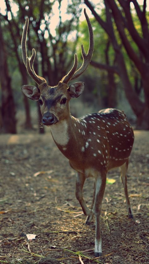 This was taken at jinke park near devarayanadurga. Deer Park, Kangaroo, Deer, Photography, Animals, Quick Saves