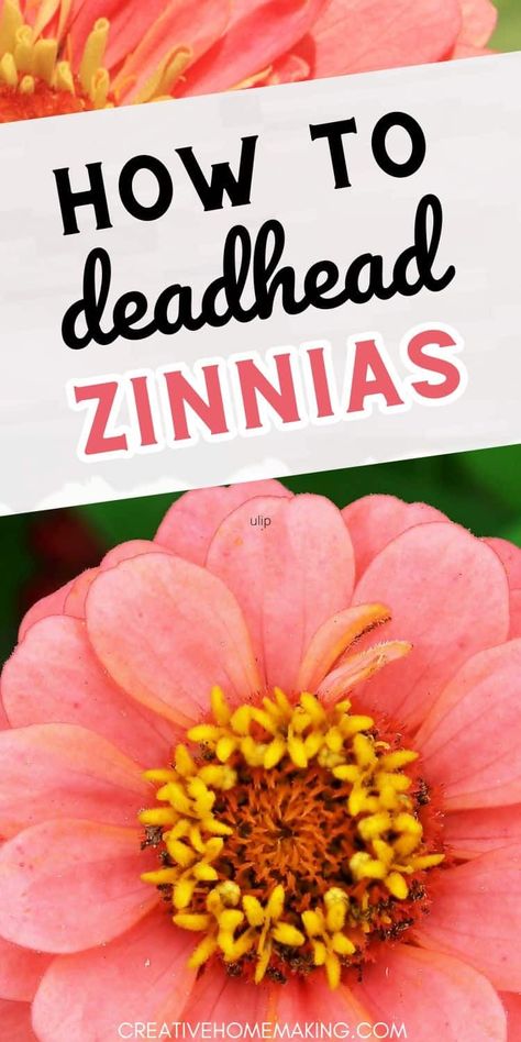 Discover the art of deadheading zinnias to promote new growth and enhance the beauty of your garden. Follow our simple instructions for stunning results! Where To Cut Zinnias, How To Harvest Zinnia Seeds, When To Plant Zinnias, When To Plant Zinnia Seeds, Easy To Grow Flowers, Zinnia Garden, Potted Garden, Deadheading, Zinnia Elegans