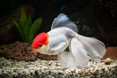 Oranda Goldfish Definitive Care Guide: Color Varieties, Size, Lifespan and More… Goldfish Community Tank, Goldfish Care, Ranchu Goldfish Tank, Lionhead Goldfish, Ranchu Gold Fish Tank, Goldfish Types, Fantail Goldfish Aquarium, Comet Goldfish, Oranda Goldfish