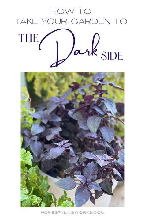 Dark opal basil in cream planter, How to take your garden to the dark side, homestylingworks.com Black Perennial Flowers, Dark Mystery Plant, Dark Plants, Fall Blooming Flowers, Purple Salvia, Purple Foliage, Fall Container Gardens, Ornamental Cabbage, Outdoor Sanctuary