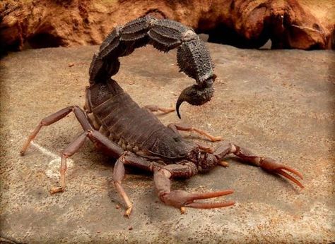 Scorpions parabuthus | Southern African Spitting Scorpion (Parabuthus transvaalicus) Venomous Animals, Centipedes, Creepy Crawlers, Dangerous Animals, A Bug's Life, Beautiful Bugs, Creepy Crawlies, Arthropods, Arachnids