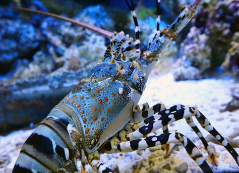 Lobster Reference, Lobster Photography, Lobster Photo, Lobsters In The Sea, Lobster In The Sea, Lobster Photography Underwater, Aquatic Animal, Blue Lobster, Rock Lobster