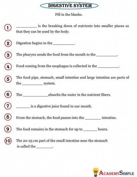 Digestive System 3rd Grade, Digestive System Worksheet For Grade 4, Digestive System Project, Digestive System Organs, Grade 4 Worksheets, Digestive System Worksheet, Digestive System Anatomy, Body Systems Worksheets, Human Body Unit Study