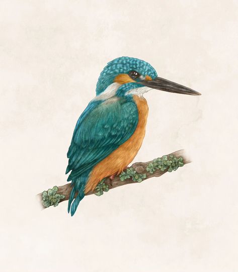 The second of my bird illustrations I made for my portfolio - the Kingfisher! 👑🎣��🐦 These birds have such beautiful colours, it was such a pleasure to draw one! Comment down below for suggestions of birds I should do next 🐓🦆🦃🕊️🪿 . . . #birdillustration #kingfisher #birdwatchers #britishbirds Kingfisher Illustration, Kingfisher Art, Bird Illustrations, Bird Watchers, My Portfolio, Big Bird, Beautiful Colours, Bird Illustration, Nature Illustration