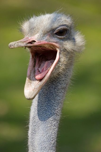 38 best images about Ostrich-funny faces. ~**~ on Pinterest ... Ostrich Funny, Weird Noises, Funny Animal Faces, Bird Wallpaper, Fascinating Facts, Funny Birds, Animal Sketches, Bird Pictures, African Animals