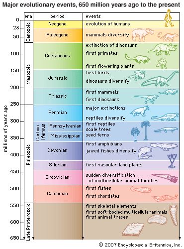 Art:The geologic time scale, showing major evolutionary events from 650 million years ago to the present. Geologic Time Scale, History Of Earth, Theory Of Evolution, Time Worksheets, East Of Eden, Earth And Space Science, Geology Rocks, Earth From Space, Space Science