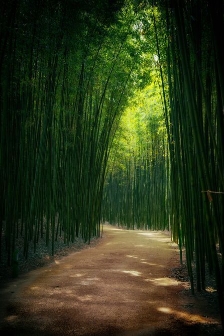 Bamboo Landscape, Bamboo Trees, Bamboo Garden, Places In The World, Landscape Scenery, Most Beautiful Cities, Jackson Hole, Beautiful Places In The World, Alam Yang Indah